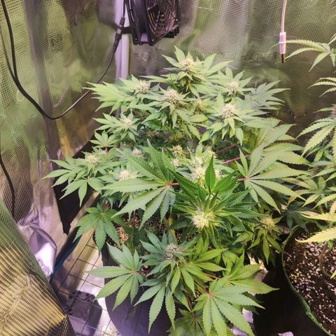 Kalashnikova  #2 growlog timeline photo