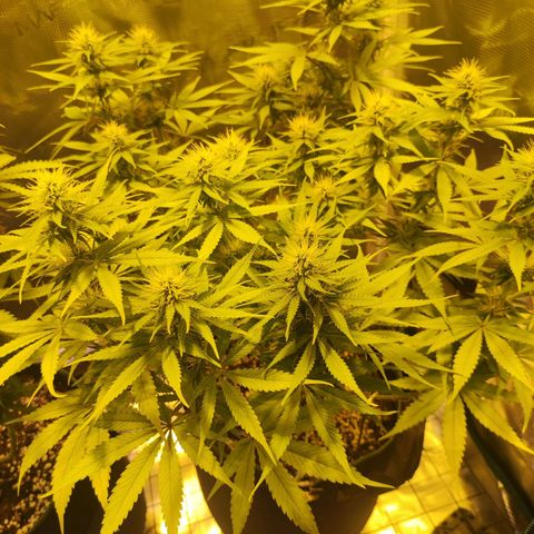 Kalashnikova  #1 growlog timeline photo