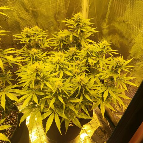 Kalashnikova  #1 growlog timeline photo