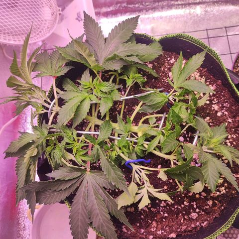 Kala  growlog timeline photo