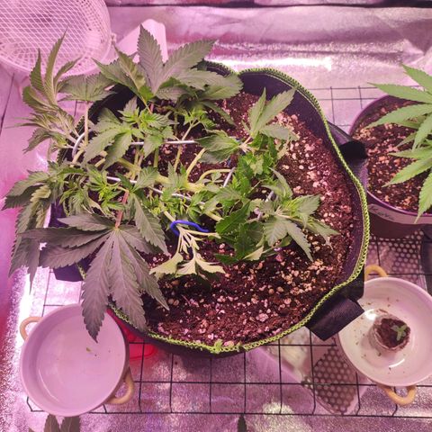 Kala  growlog timeline photo