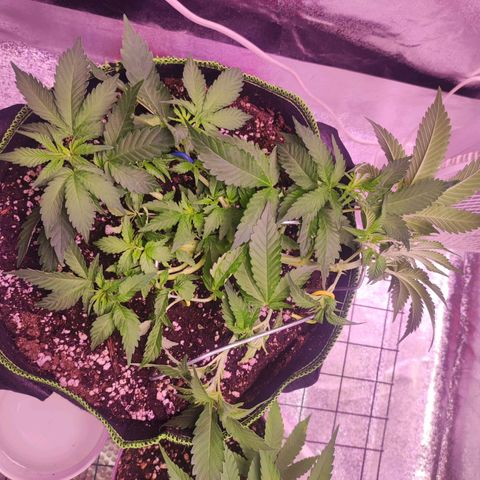 Kala  growlog timeline photo