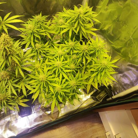 Kalashnikova  #1 growlog timeline photo