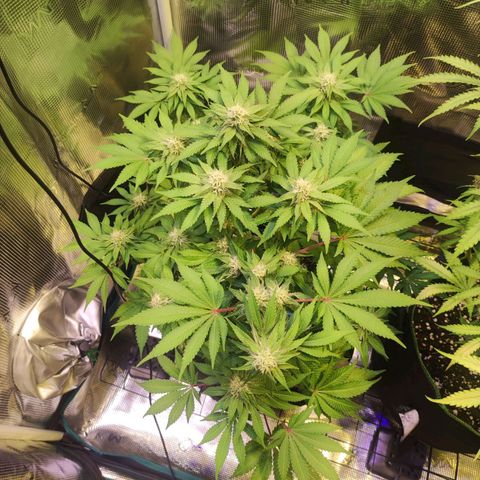 Kalashnikova  #2 growlog timeline photo