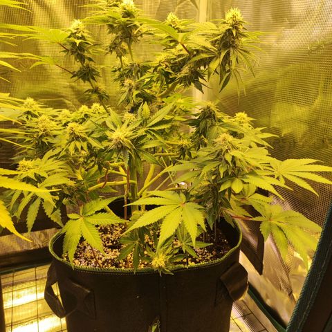 Kalashnikova  #2 growlog timeline photo