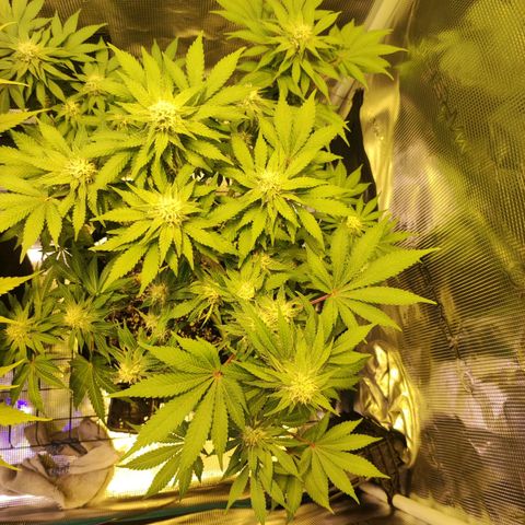Kalashnikova  #2 growlog timeline photo