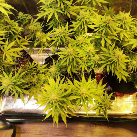 Kalashnikova  #1 growlog timeline photo
