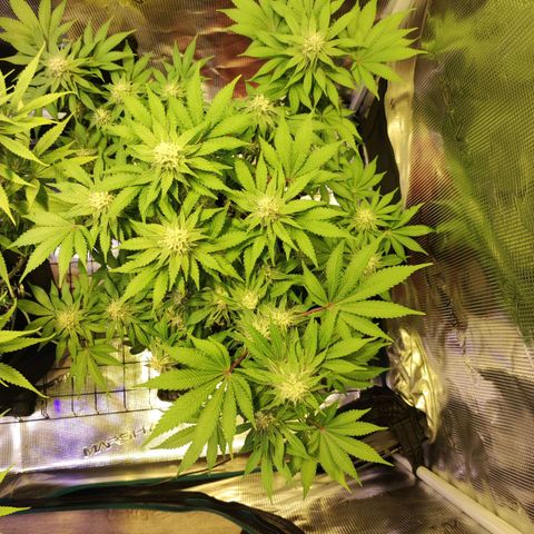 Kalashnikova  #2 growlog timeline photo