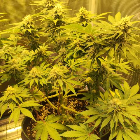 Kalashnikova  #2 growlog timeline photo