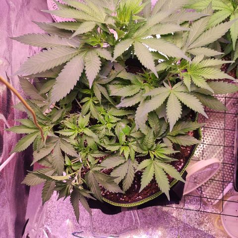 Kala  growlog timeline photo