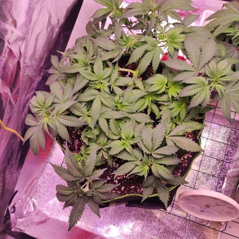 Kala  growlog timeline photo