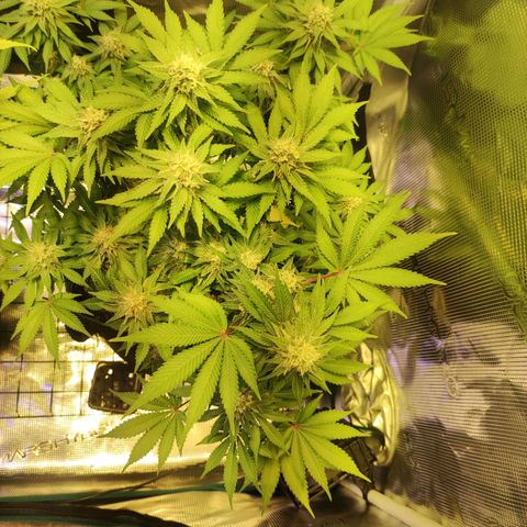 Kalashnikova  #2 growlog timeline photo