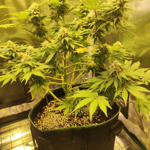 Kalashnikova  #2 growlog timeline photo