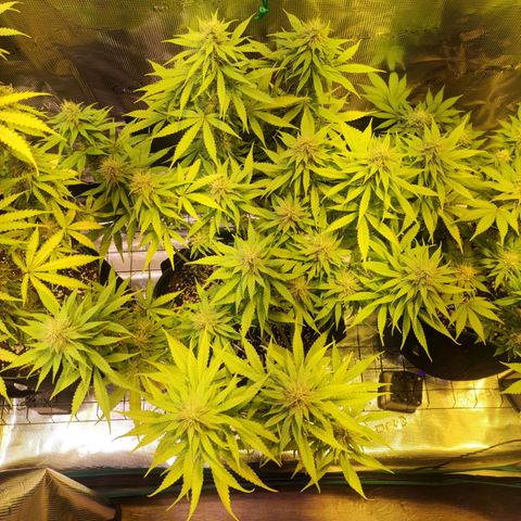 Kalashnikova  #1 growlog timeline photo