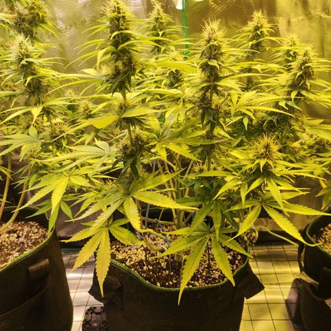 Kalashnikova  #1 growlog timeline photo