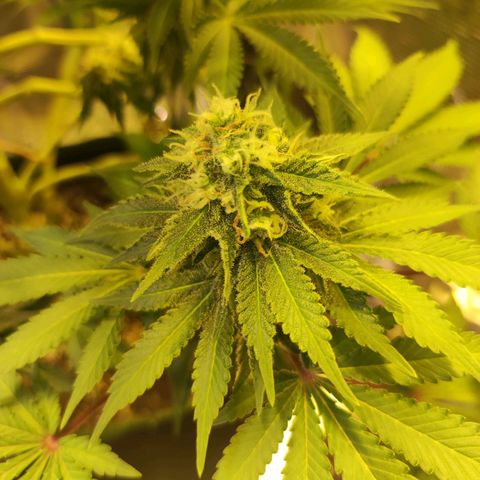 Kalashnikova  #2 growlog timeline photo
