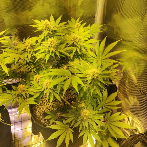 Kalashnikova  #2 growlog timeline photo