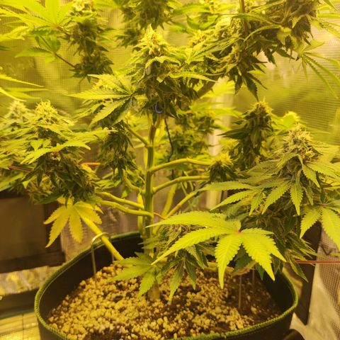 Kalashnikova  #2 growlog timeline photo