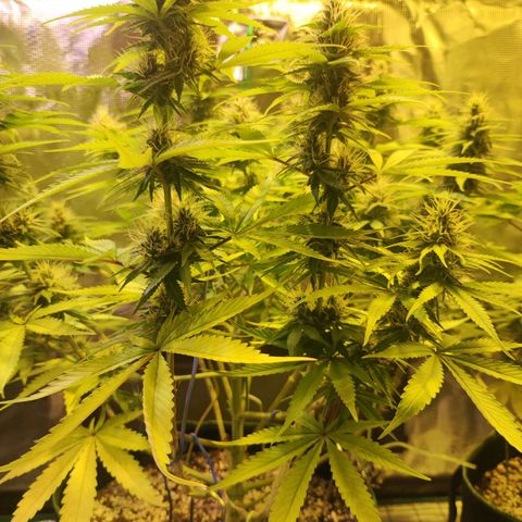 Kalashnikova  #1 growlog timeline photo