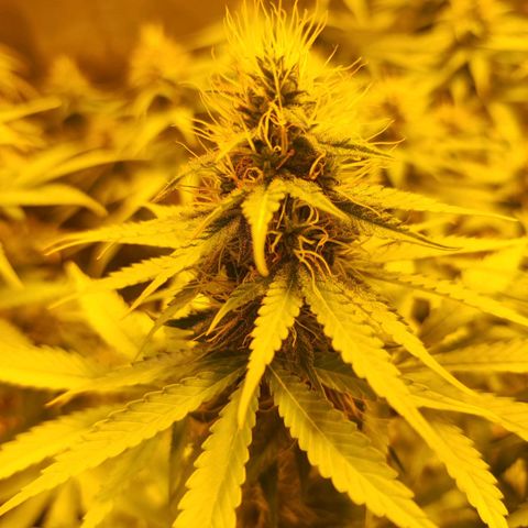 Kalashnikova  #1 growlog timeline photo