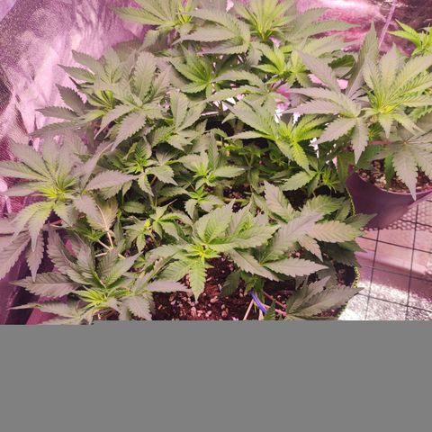 Kala  growlog timeline photo