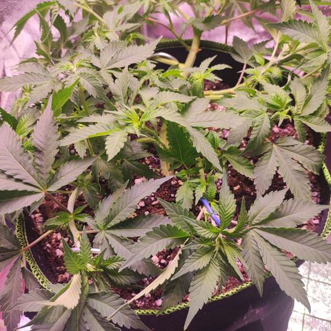 Kala  growlog timeline photo