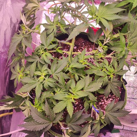 Kala  growlog timeline photo