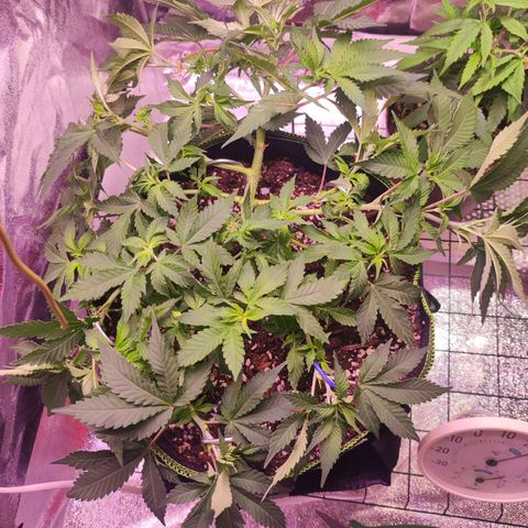 Kala  growlog timeline photo