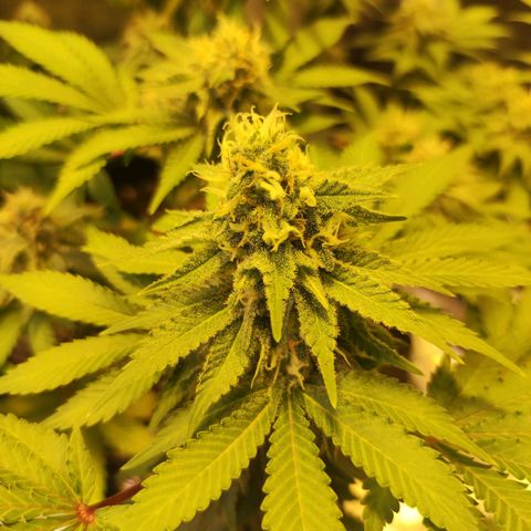 Kalashnikova  #2 growlog timeline photo
