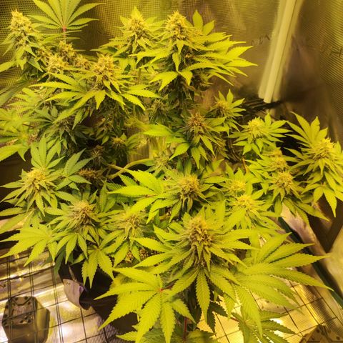 Kalashnikova  #2 growlog timeline photo