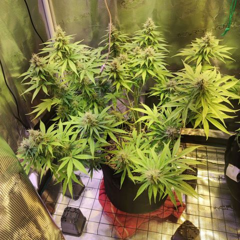 Kalashnikova  #1 growlog timeline photo