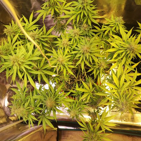 Kalashnikova  #1 growlog timeline photo
