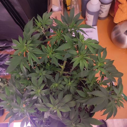 Kala  growlog timeline photo