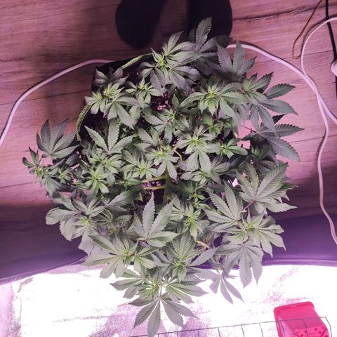 Kala  growlog timeline photo