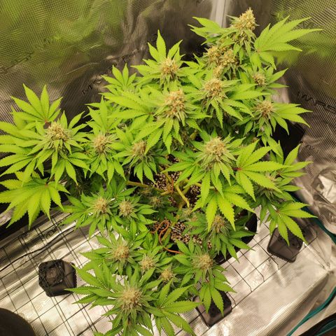 Kalashnikova  #2 growlog timeline photo