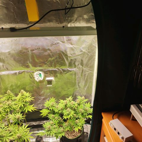 Kalashnikova  #2 growlog timeline photo