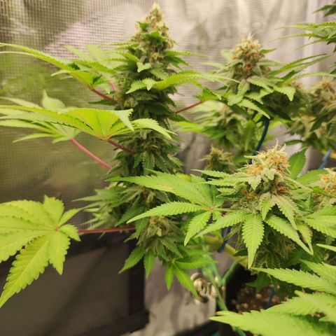 Kalashnikova  #2 growlog timeline photo