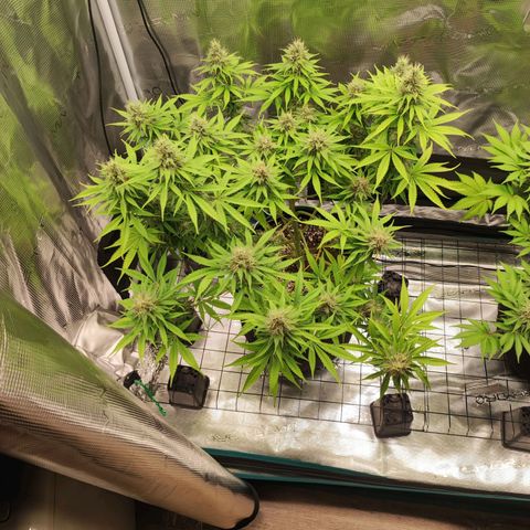Kalashnikova  #1 growlog timeline photo