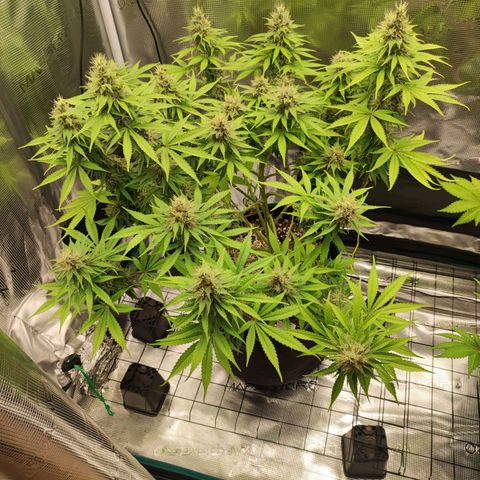 Kalashnikova  #1 growlog timeline photo
