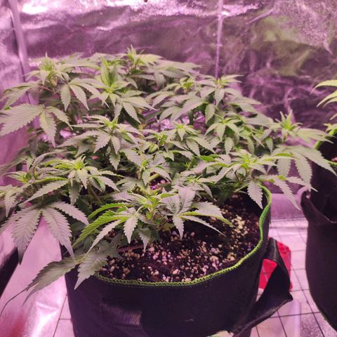 Kala  growlog timeline photo