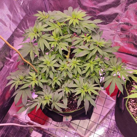 Kala  growlog timeline photo
