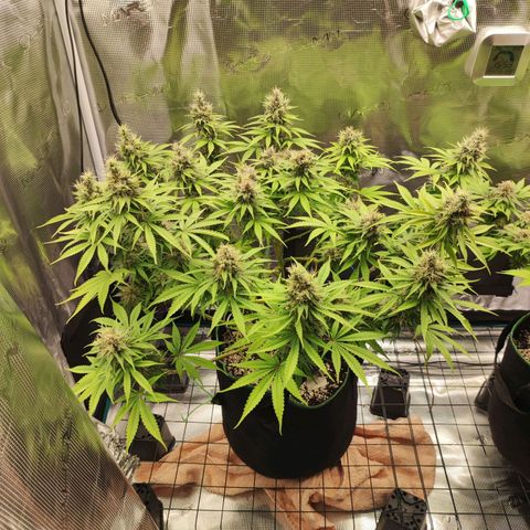 Kalashnikova  #1 growlog timeline photo