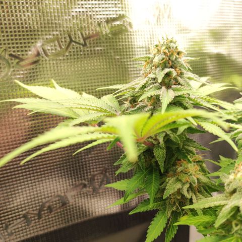 Kalashnikova  #2 growlog timeline photo