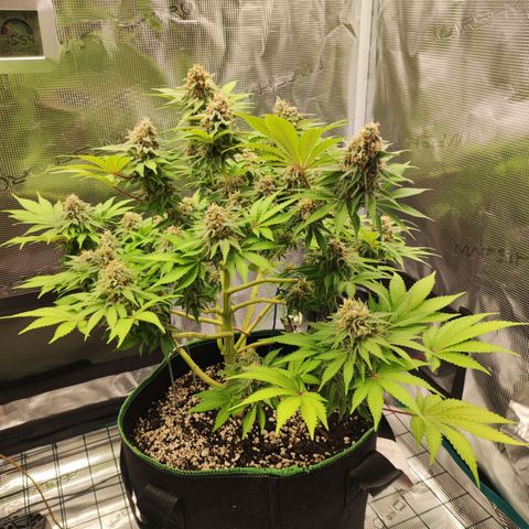 Kalashnikova  #2 growlog timeline photo