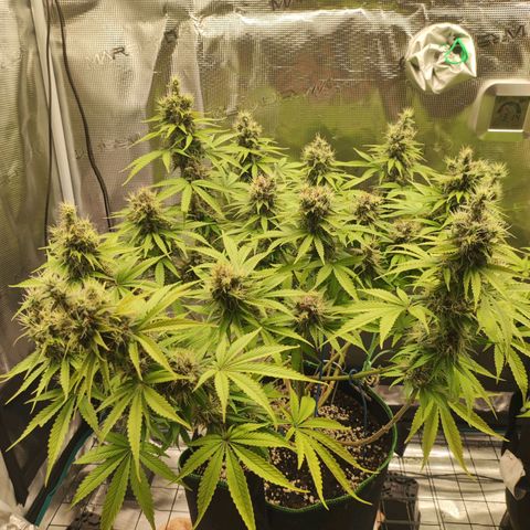 Kalashnikova  #1 growlog timeline photo