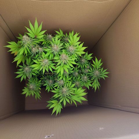 Kalashnikova  #2 growlog timeline photo