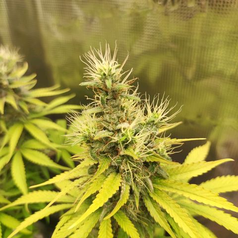 Kalashnikova  #1 growlog timeline photo