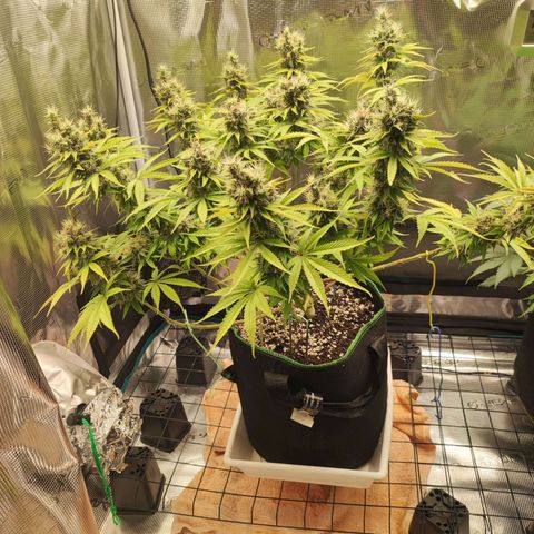 Kalashnikova  #1 growlog timeline photo