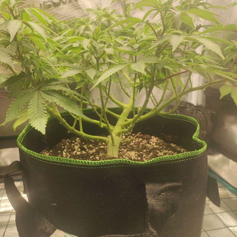 Kala  growlog timeline photo