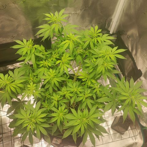 Kala  growlog timeline photo